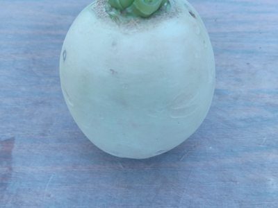 Piloupon