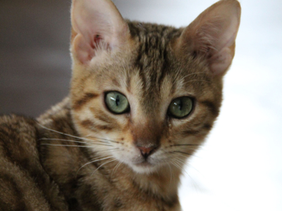 lechat922 avatar